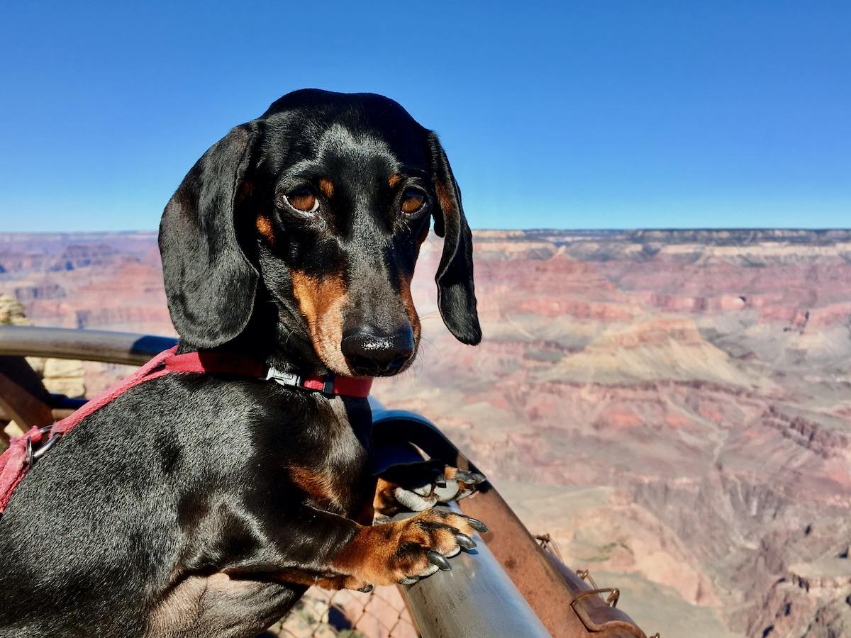 DogFriendly Grand Canyon Visiting the Grand Canyon with a Dog