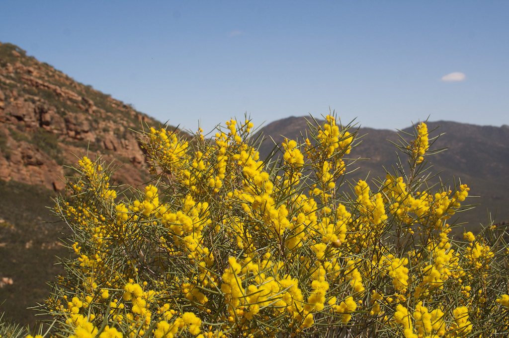 Camping Around Australia: Spring at Flinders Ranges