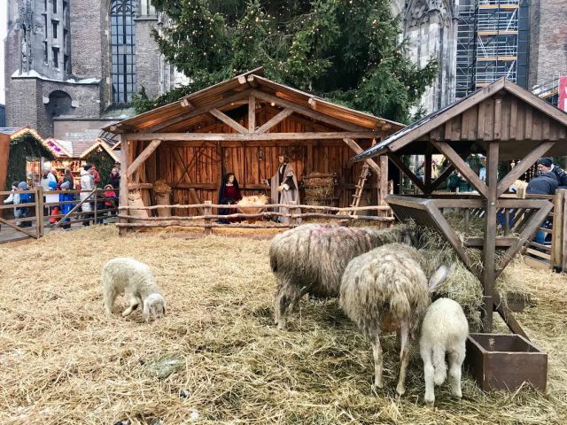 The nativity scene in Ulm with real live animals