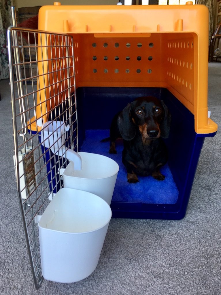 Schnitzel inside crate to fly to Europe