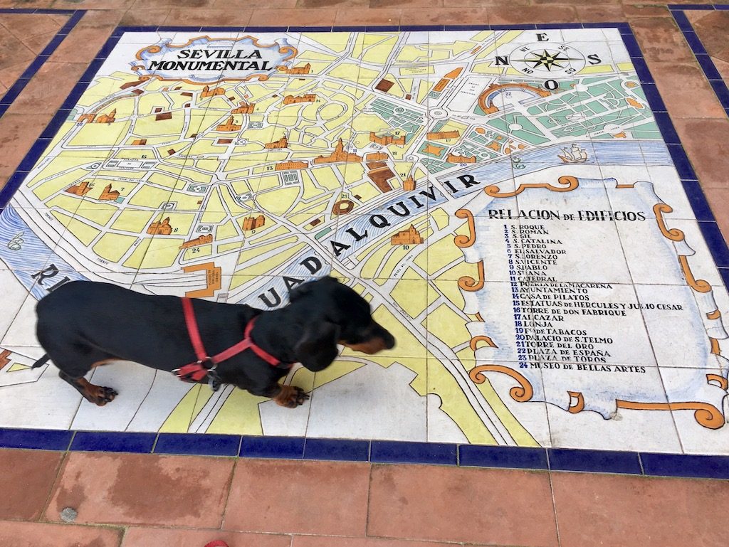 Dog at Plaza de España