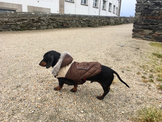 Dog on Roman walls in Lugo