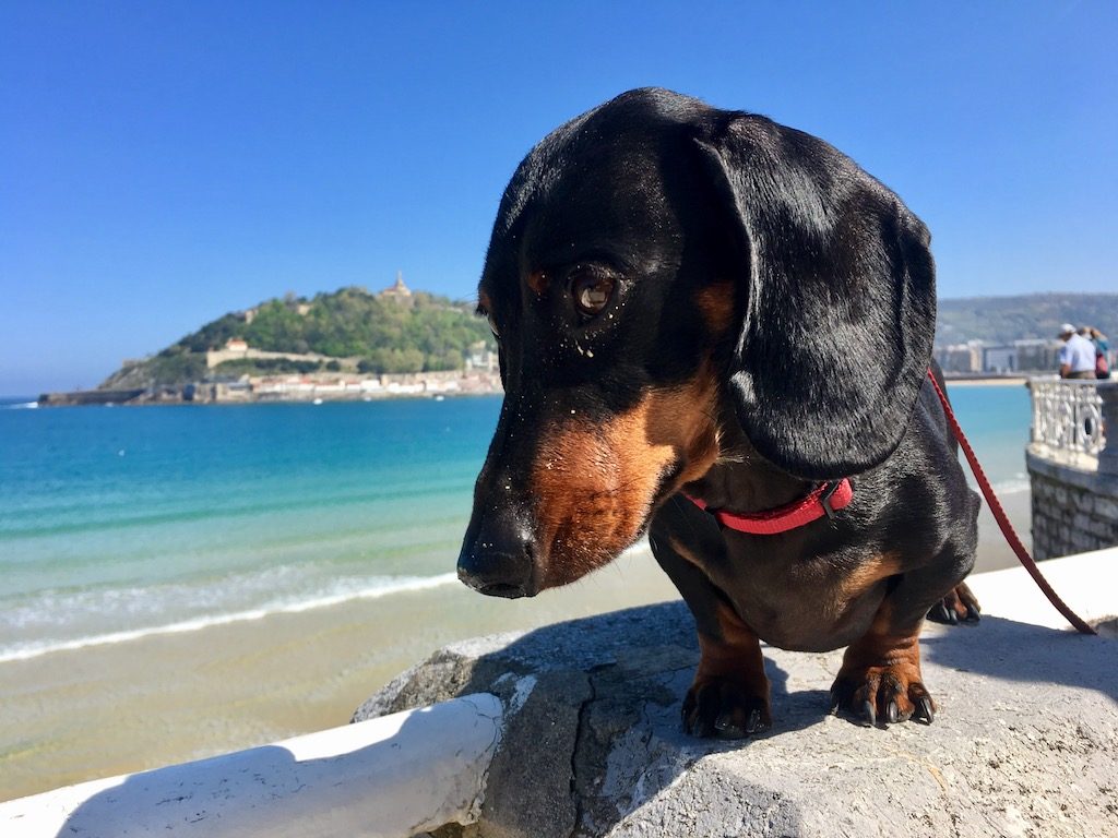 Travelling to Spain with a dog: Beach time!