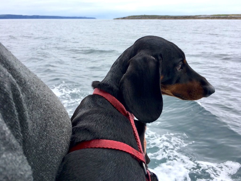 Aran Islands Dog on Boat