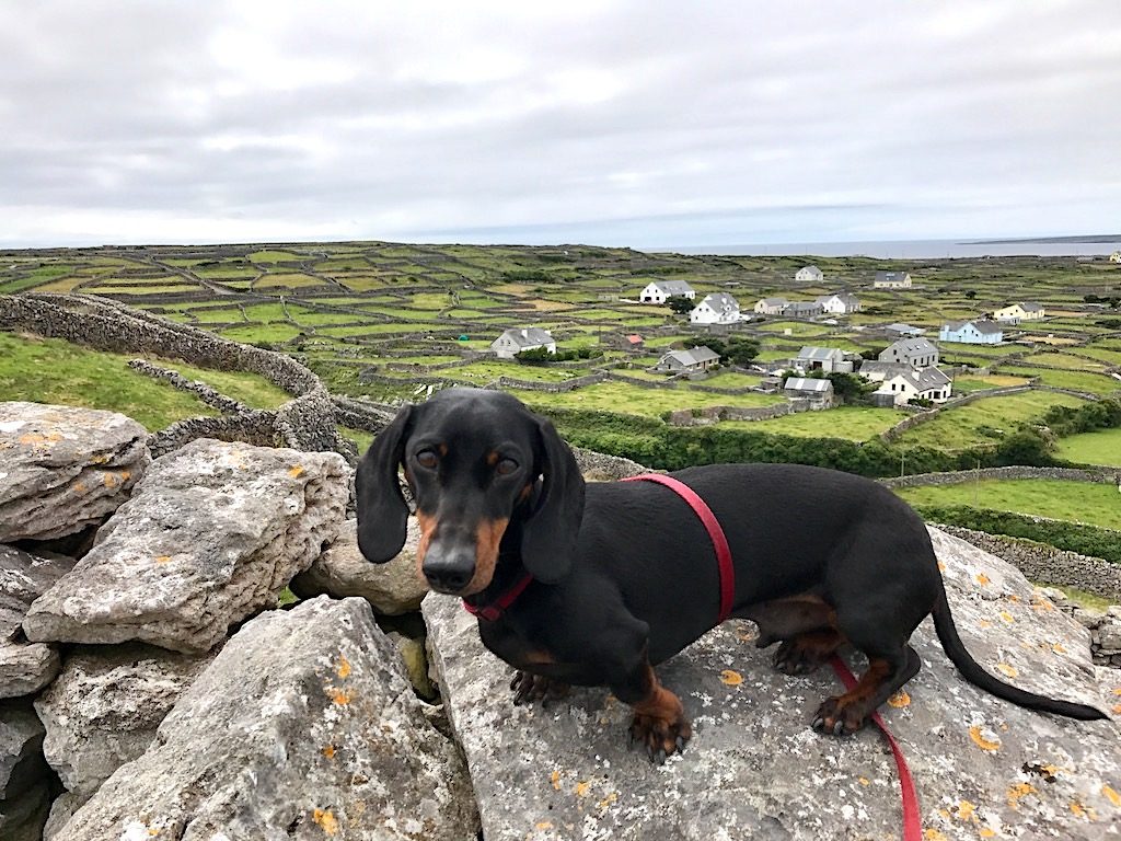 Aran Islands Dog with View