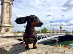 Dog in Paris