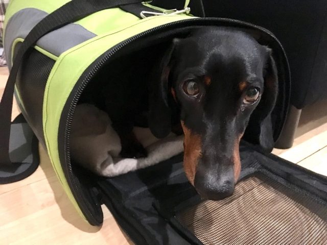 can you take dogs on the irish ferry