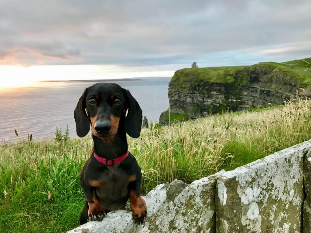 Dog at Cliffs of Moher