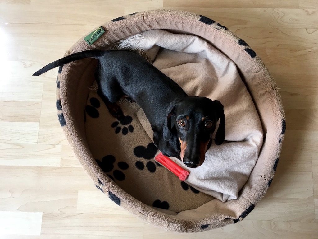 PetFriendly Cabins on Ferries Between UK and Europe Travelnuity