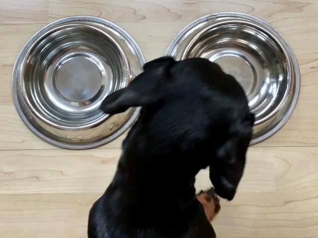 Dog Food & Water Bowls