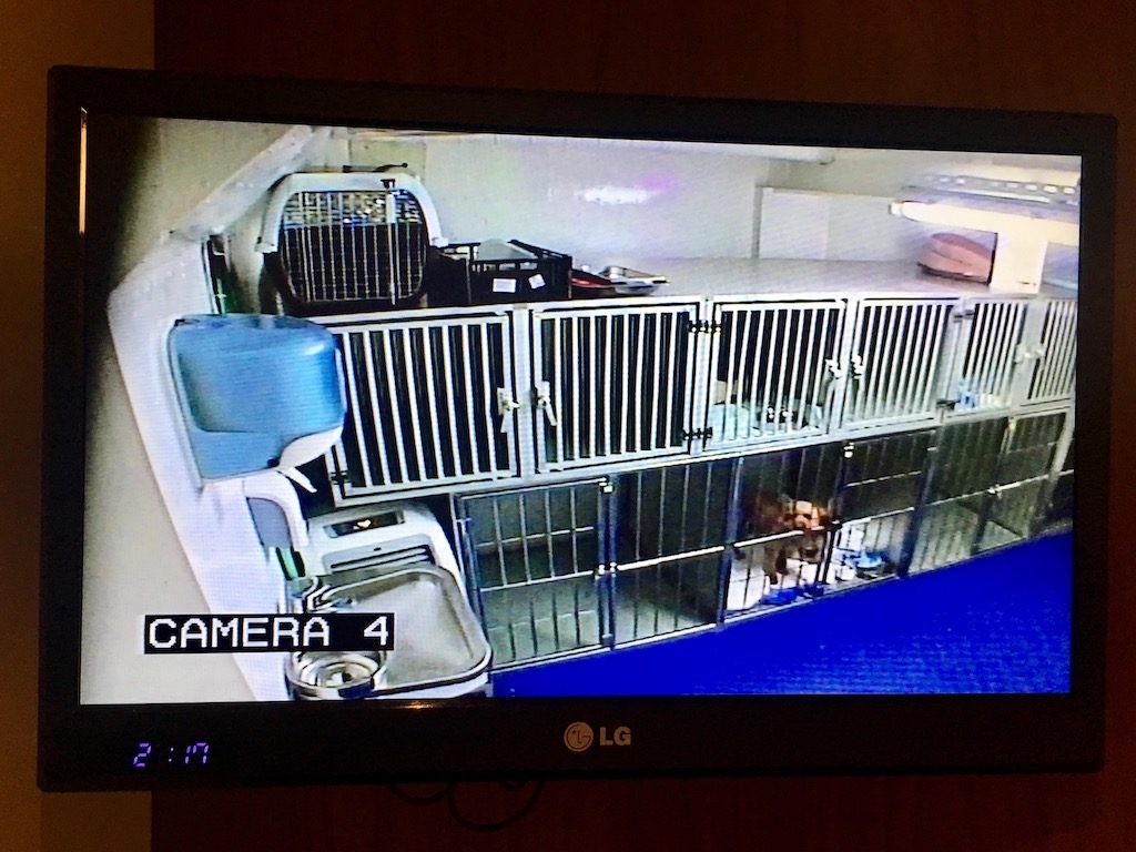 Stena line dog TV channel