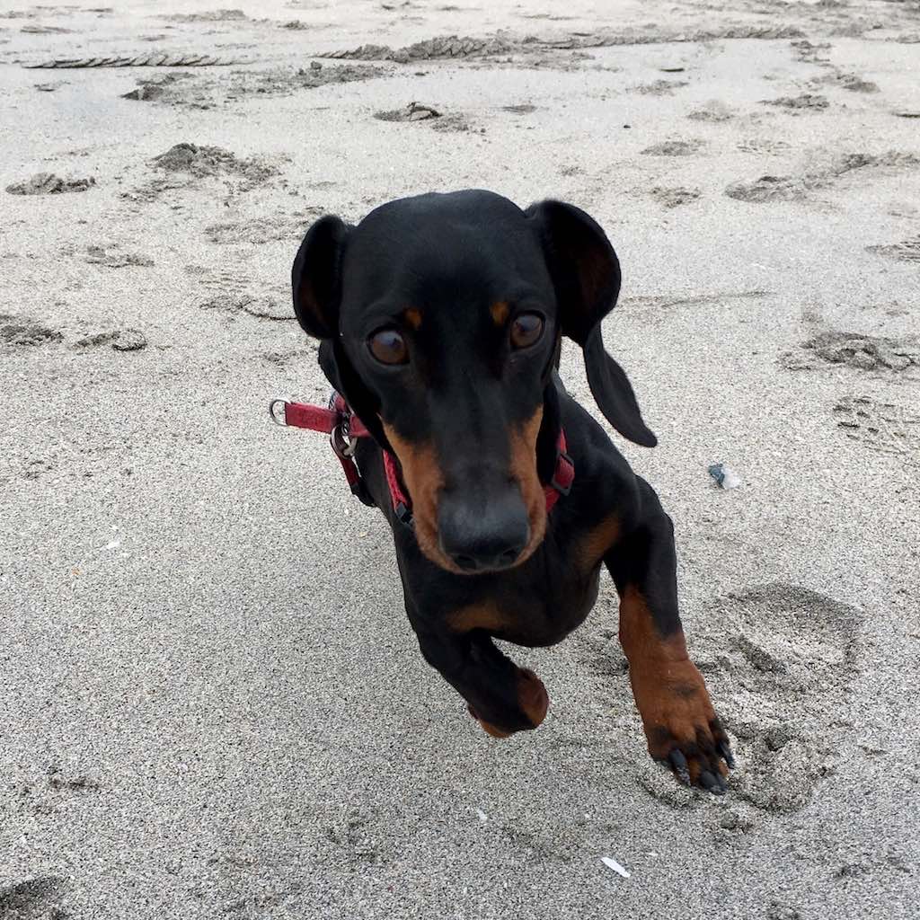 Dog-friendly beaches in Spain