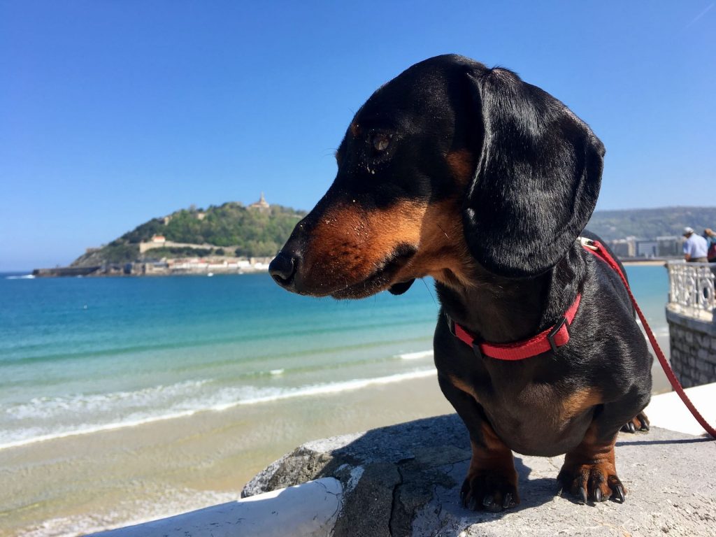 Enjoy the surroundings and help me with my dog in Barcelona, Spain