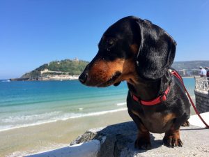 Taking Dog to Spain From UK