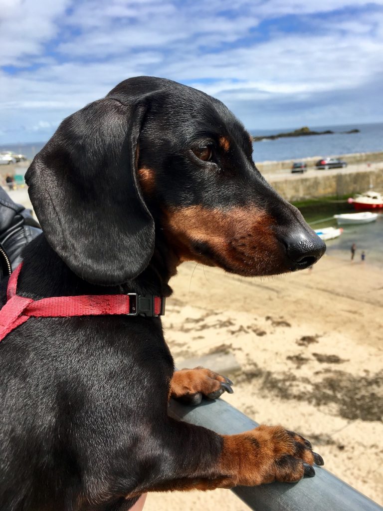 Dog at beach in Cornwall