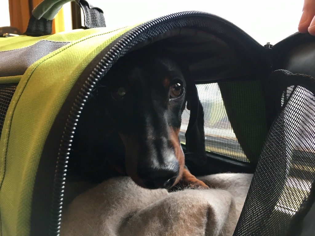 Schnitzel on Train