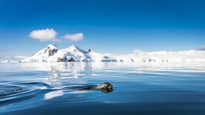 Seal at Antarctic Peninsula