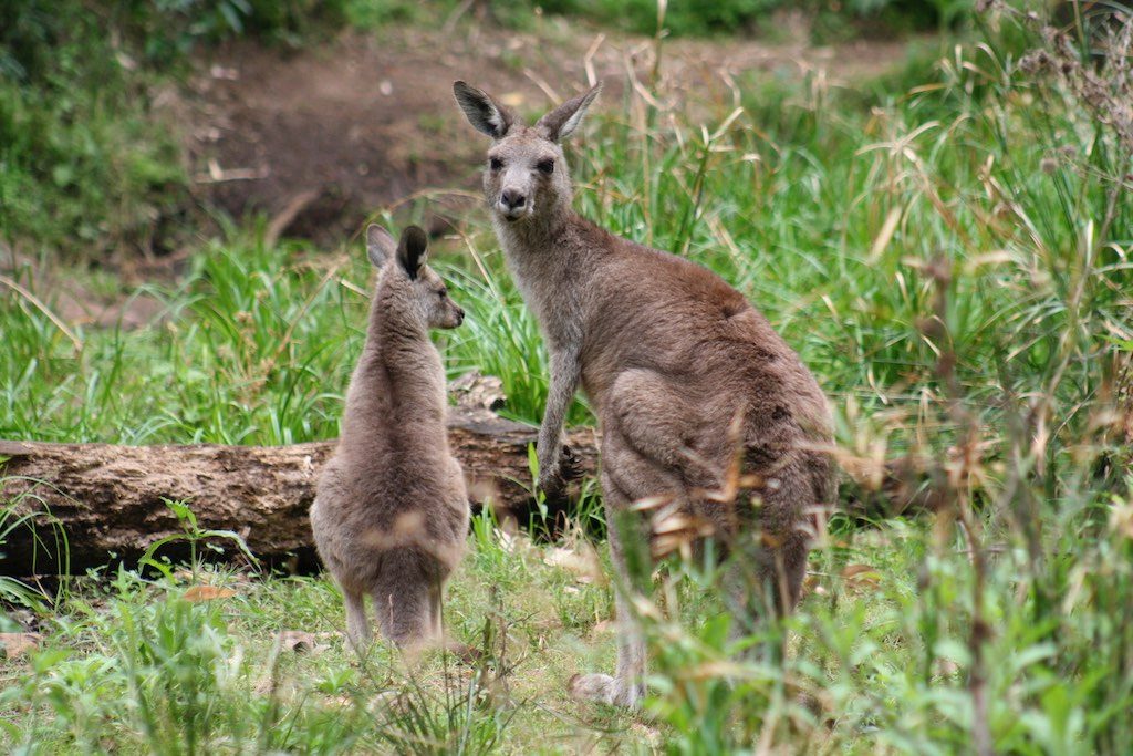 Kangaroos in Australia