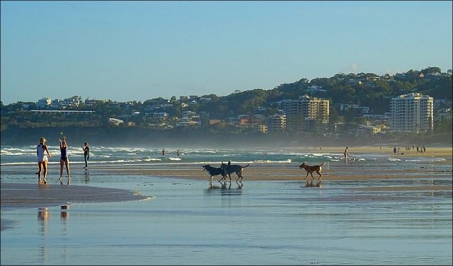 Dog-Friendly Coolum Beach