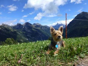 Dog-Friendly Switzerland