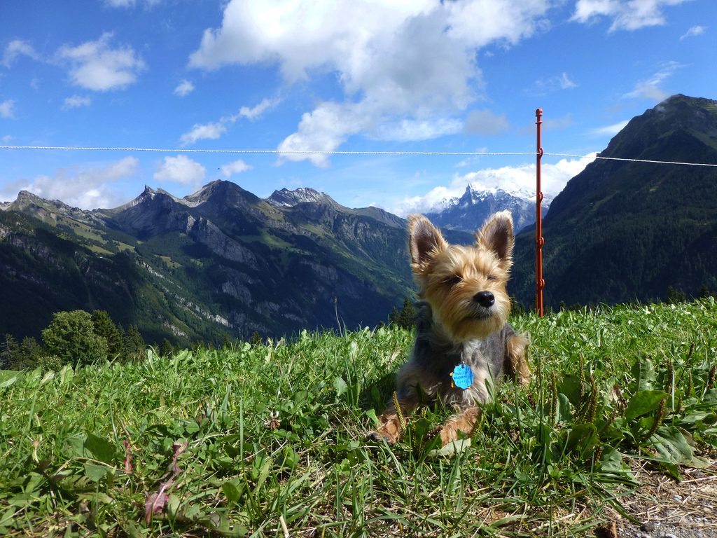 Dog-friendly Switzerland