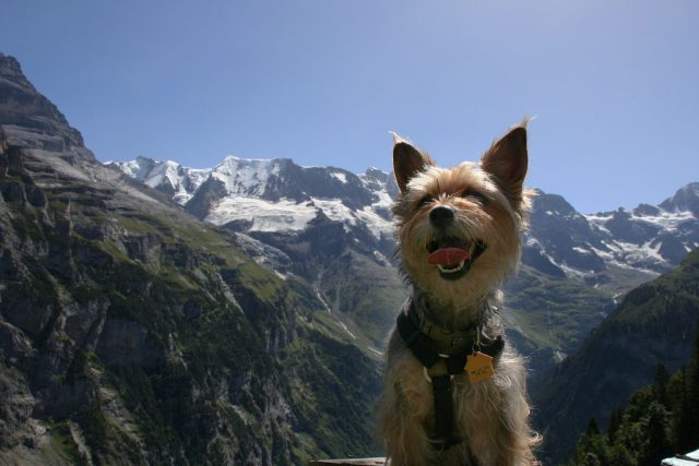 travel switzerland with dog