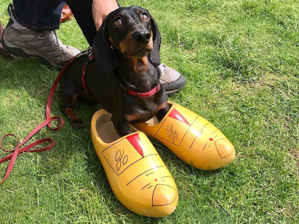 Dog Trying on Clogs