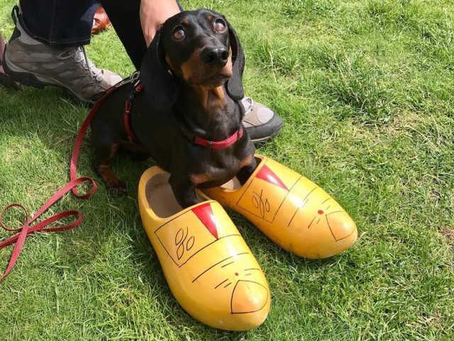 Dog Trying on Clogs