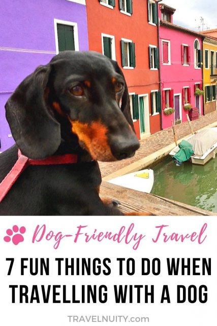 Fun Things to do With Your Dog When Travelling