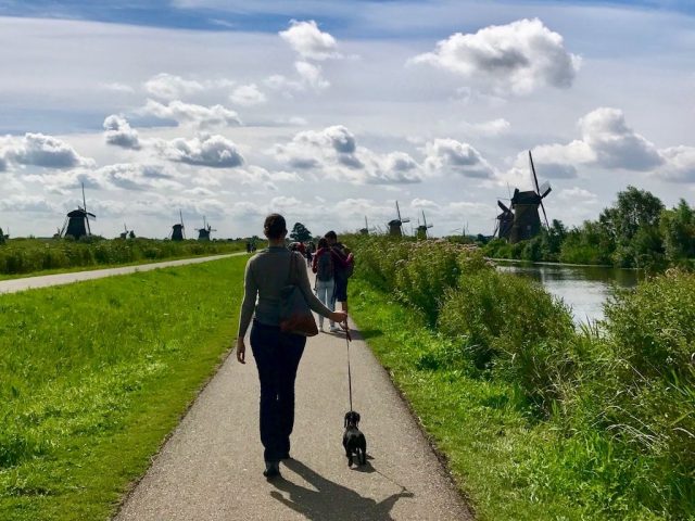 Kinderdijk Walking with Dog 1
