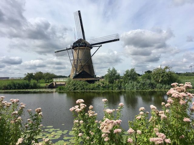 Kinderdijk with Flowers