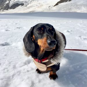 Visiting Jungfraujoch with a dog