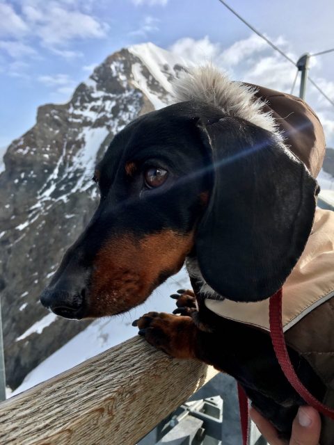 Schnitzel at the Sphinx Observatory