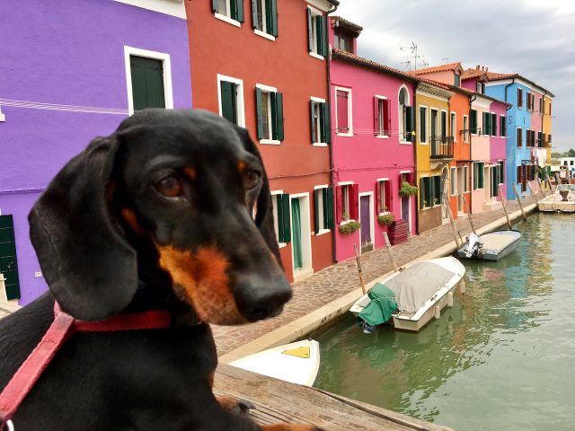 Venice with a Dog