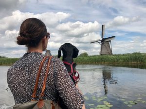 Visiting Kinderdijk with a Dog