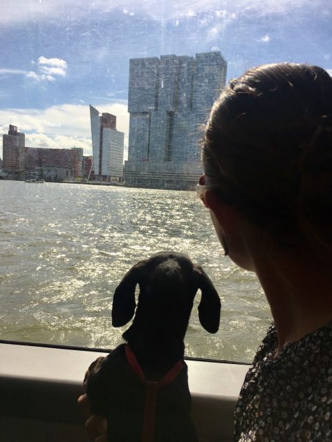 Waterbus to Kinderdijk with Dog