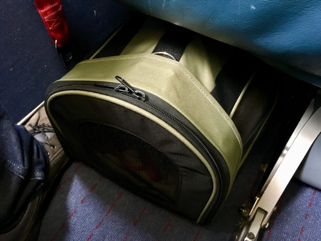 Dog in carrier bag on plane