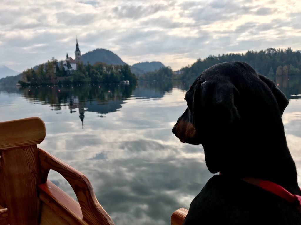 Dog in Slovenia