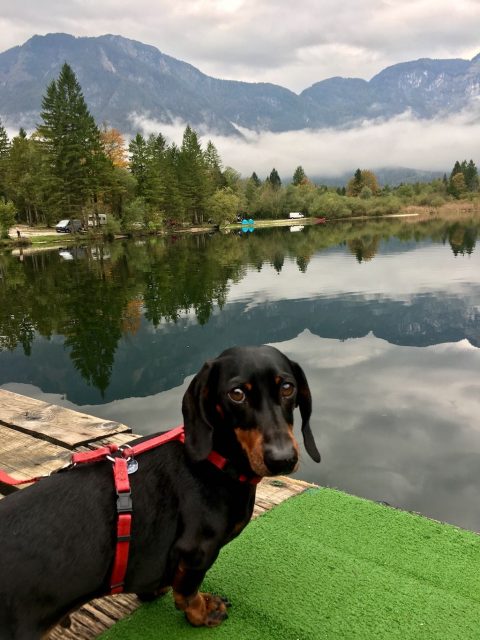 Lake Borinj with Dog