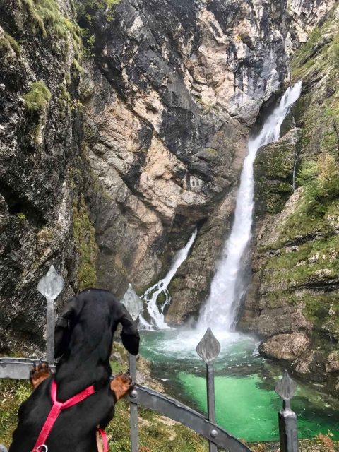 Savica Waterfall with Dog