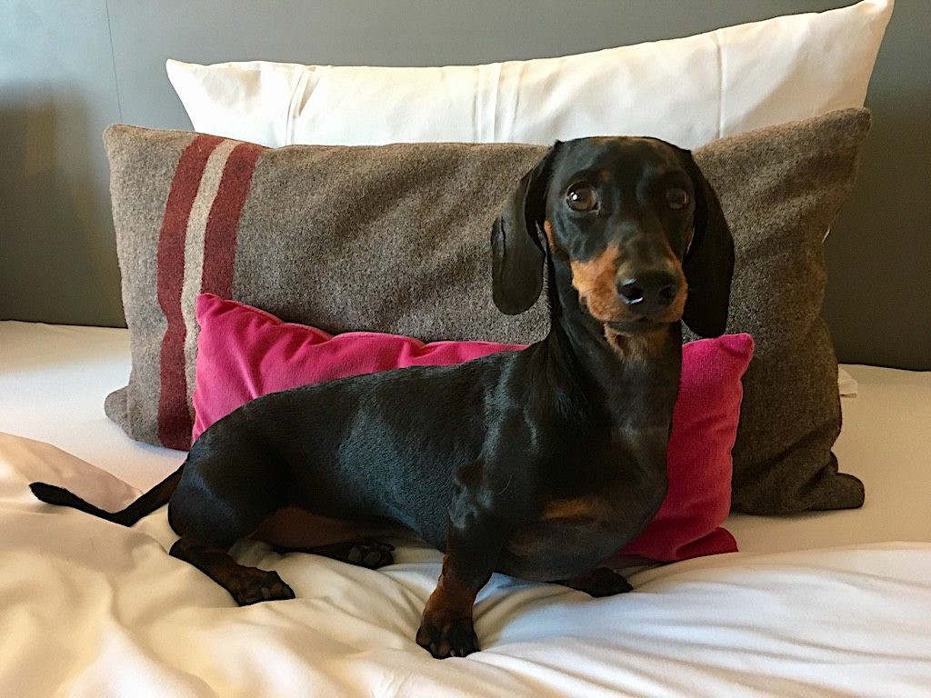 How Pet-Friendly Hotels Work