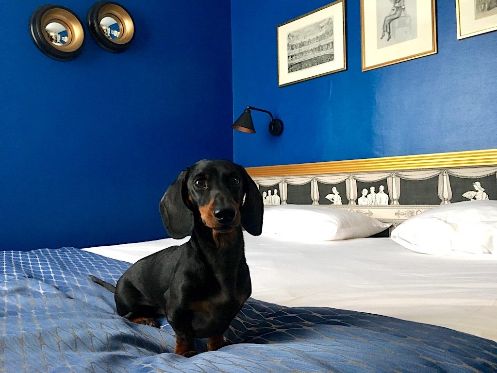 Pet-friendly hotels in Paris