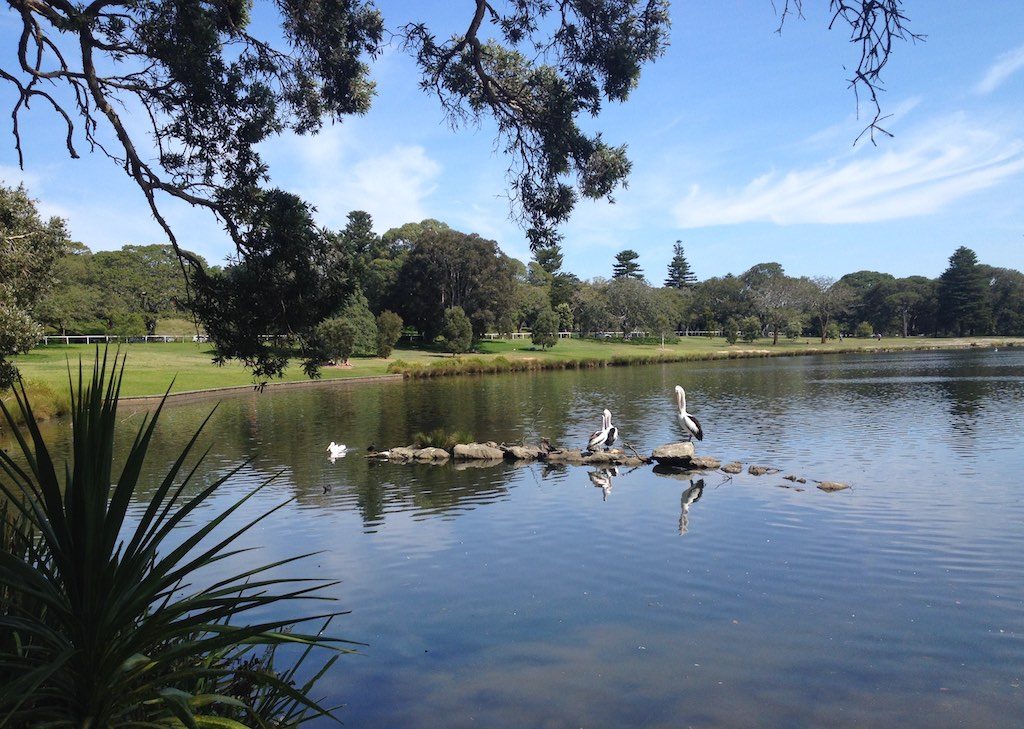 Pond at Centennial Park, Sydney