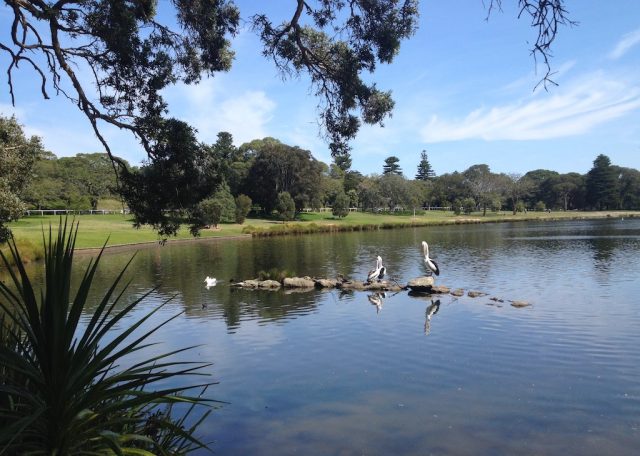 Dog-friendly Centennial Park Sydney