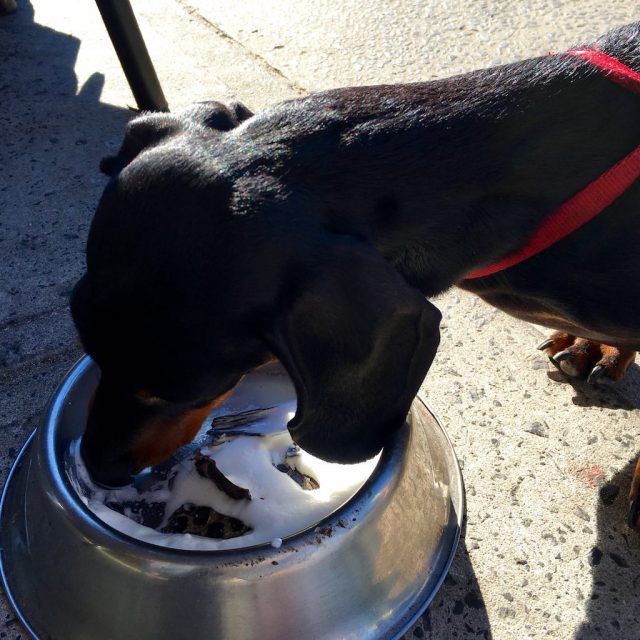 Dog-Friendly Cafes Sydney