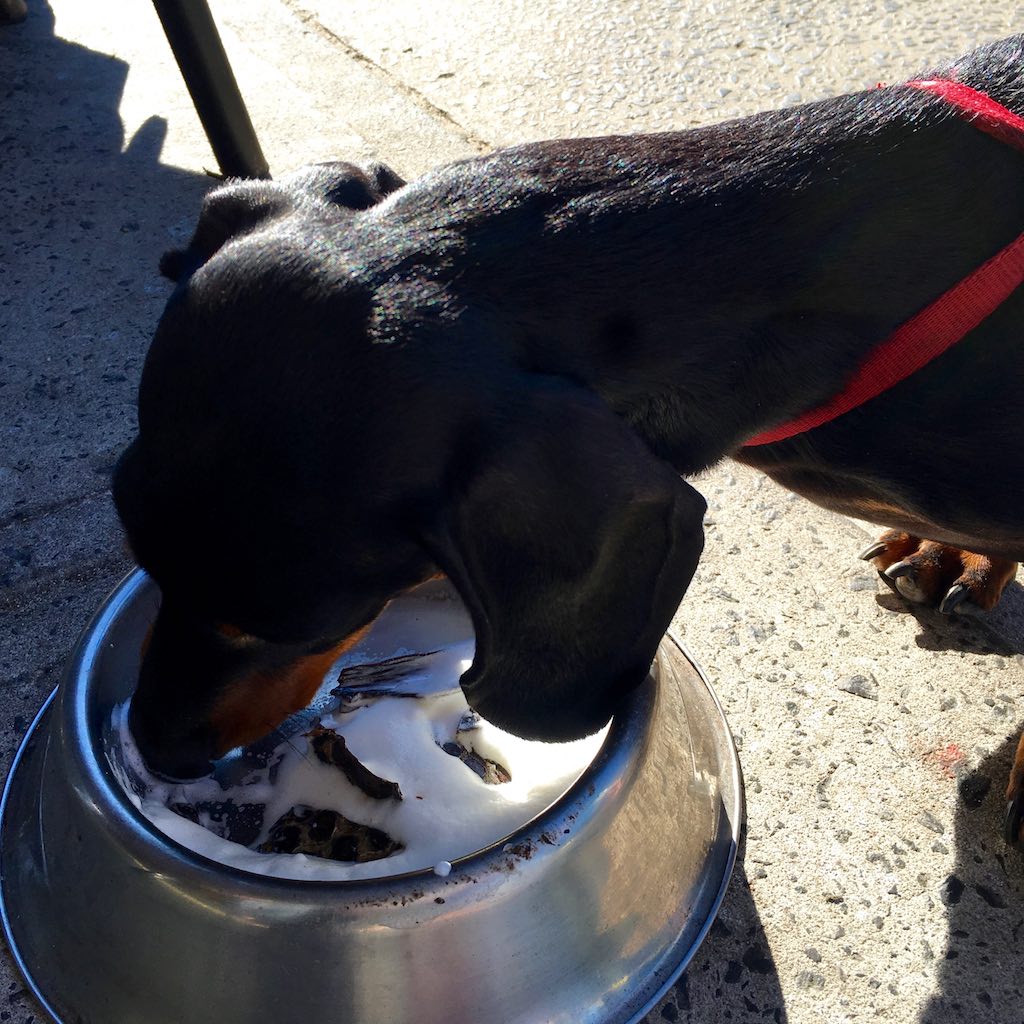 Dog-friendly cafes in Australia