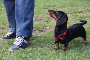 Dog at the park