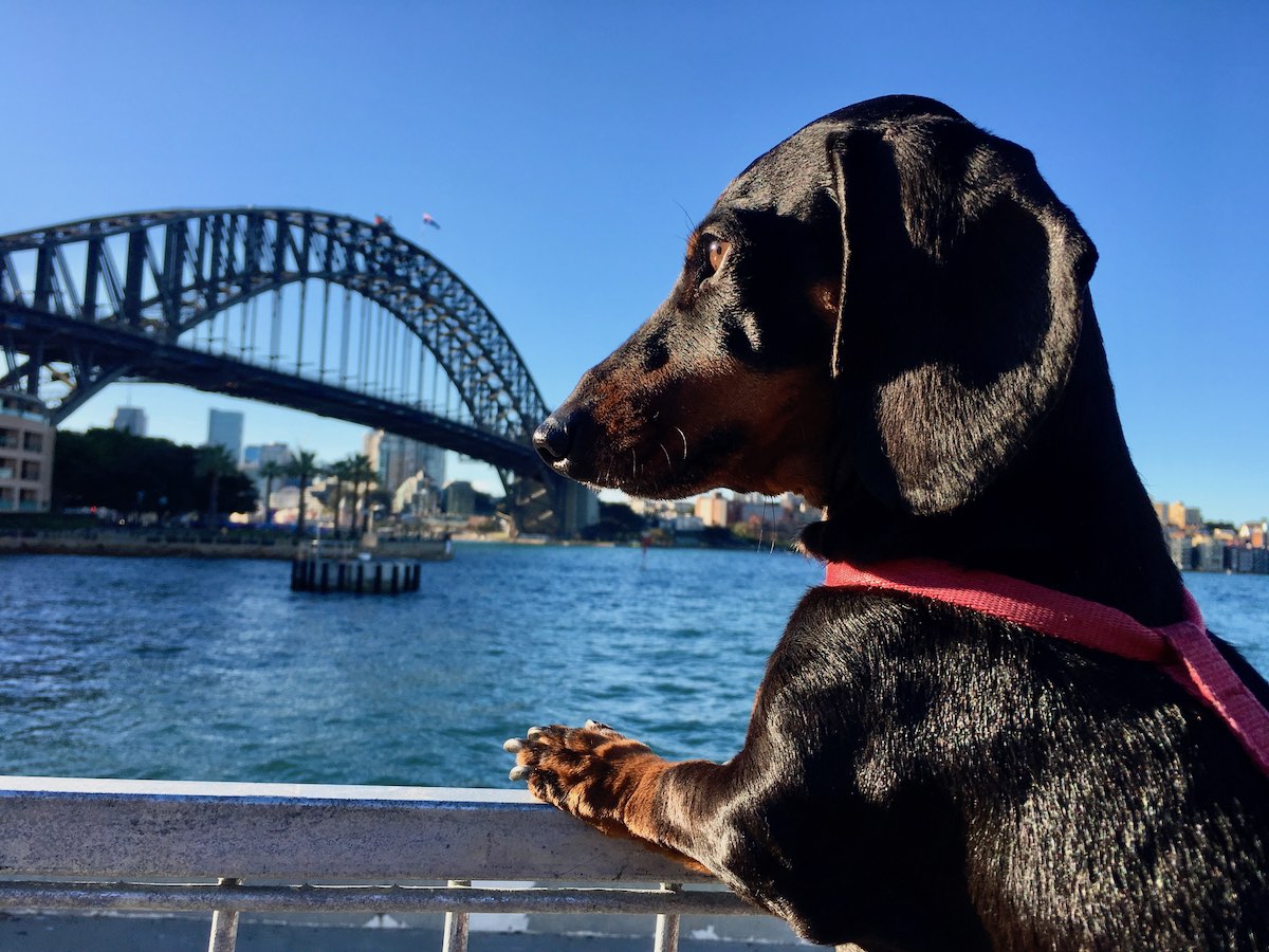 sydney day trip with dogs