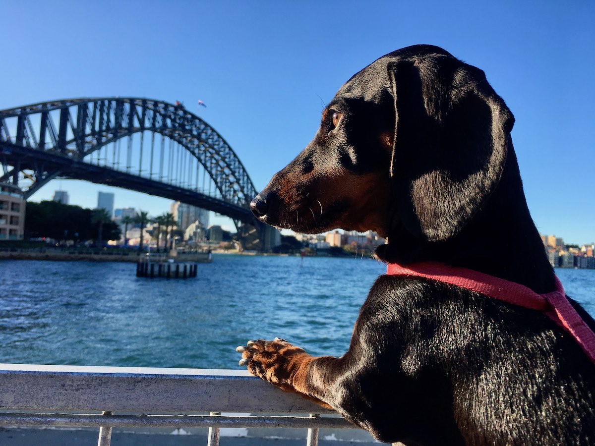 pet friendly cruise sydney