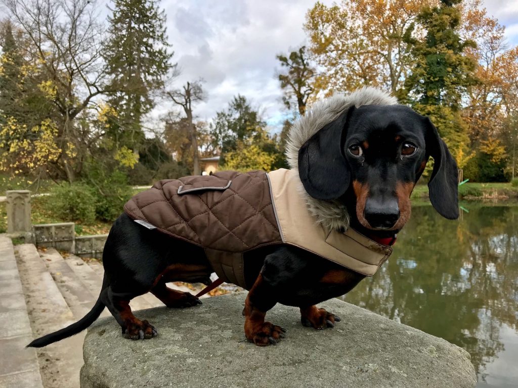 Dog in Lednice Park